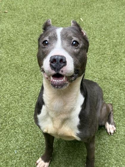 Enlarge Nanny May, a Adoptable mixed breed in Atlanta, GA image 1/3