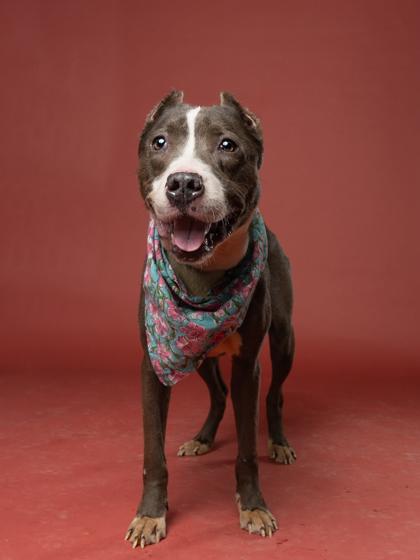 Enlarge Nanny May, a Adoptable mixed breed in Atlanta, GA image 2/3
