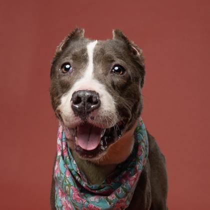 Enlarge Nanny May, a Adoptable mixed breed in Atlanta, GA image 3/3