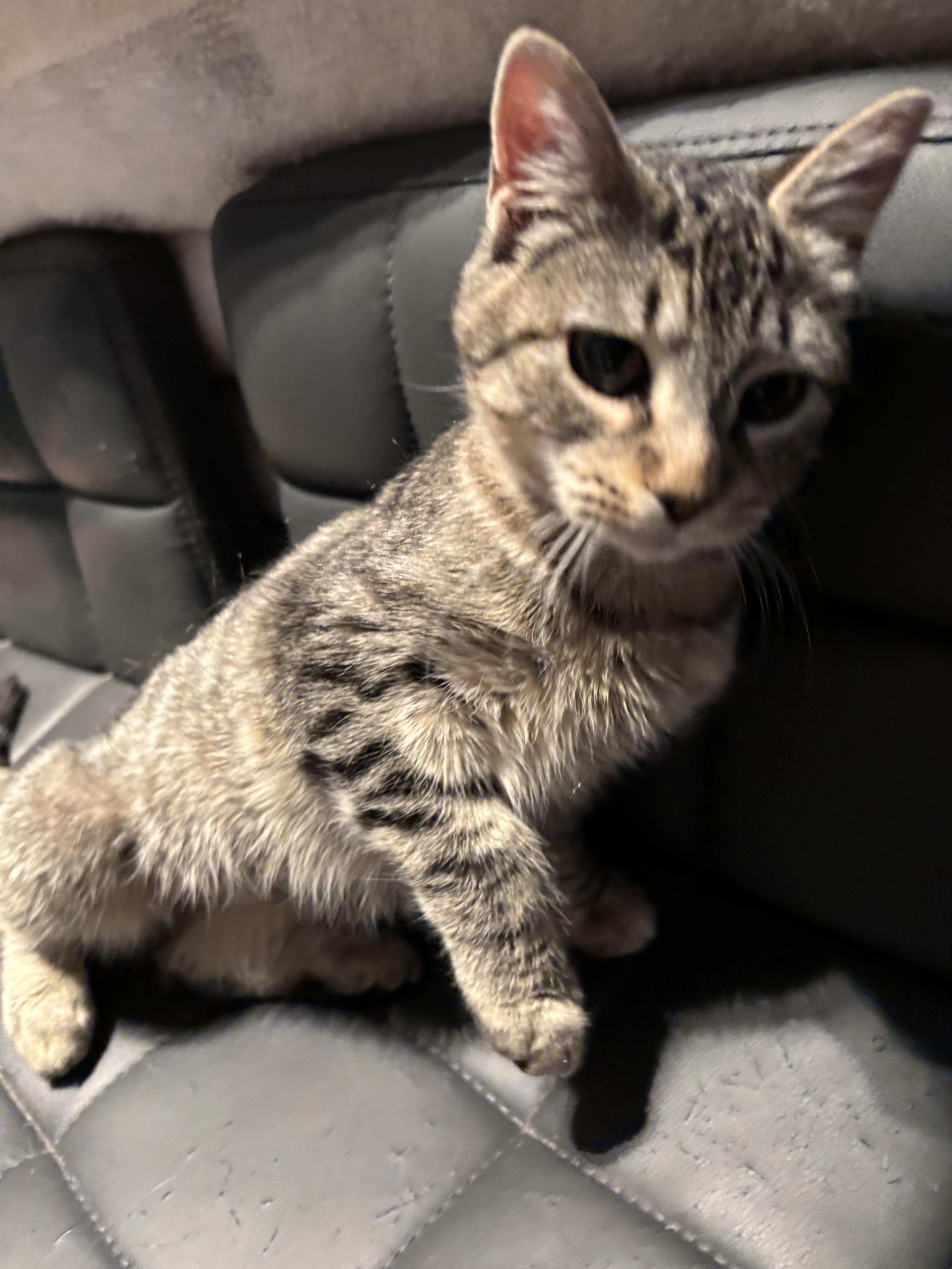 Lyla — thumbnail 2