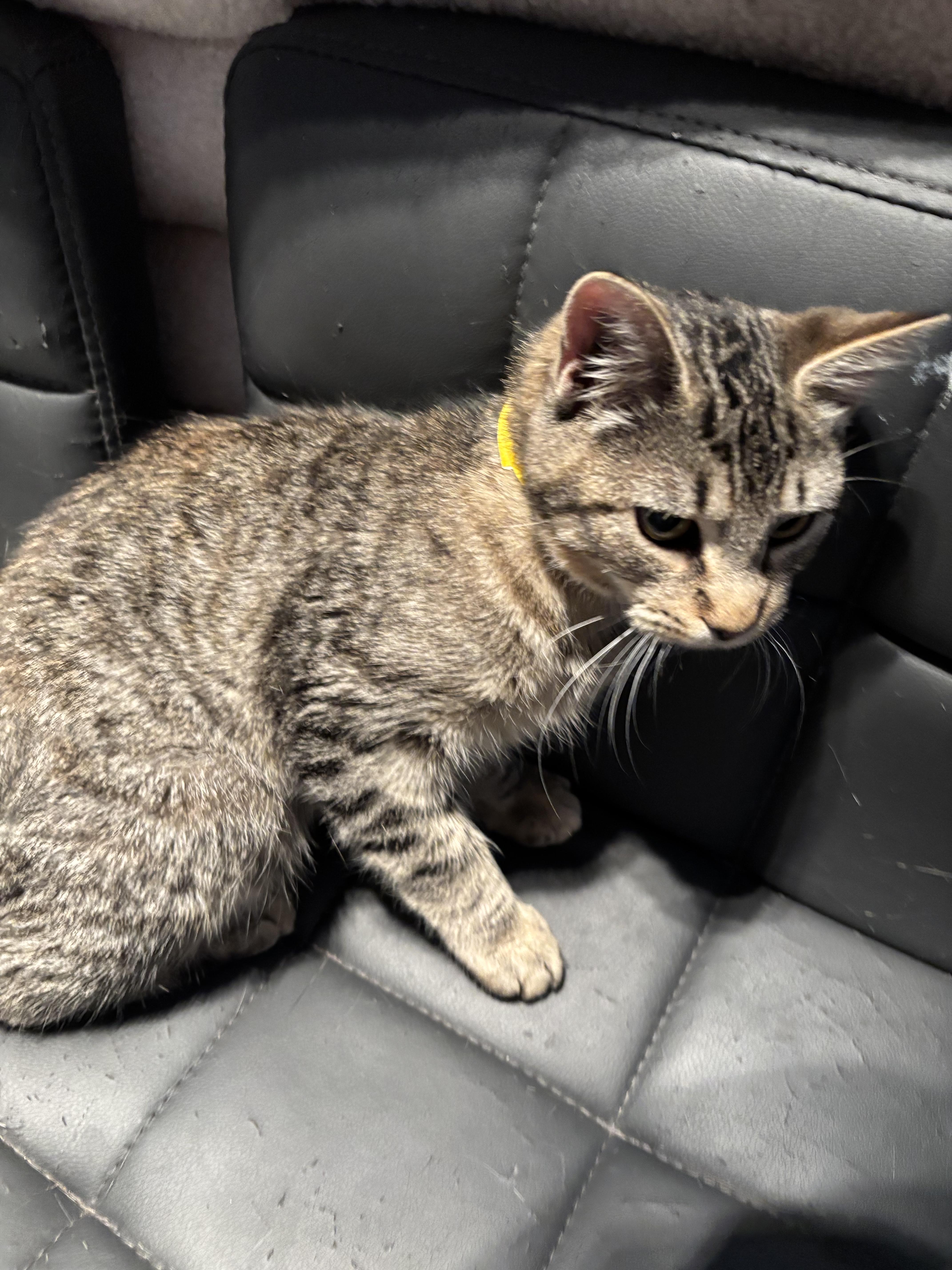 Lyla — thumbnail 4