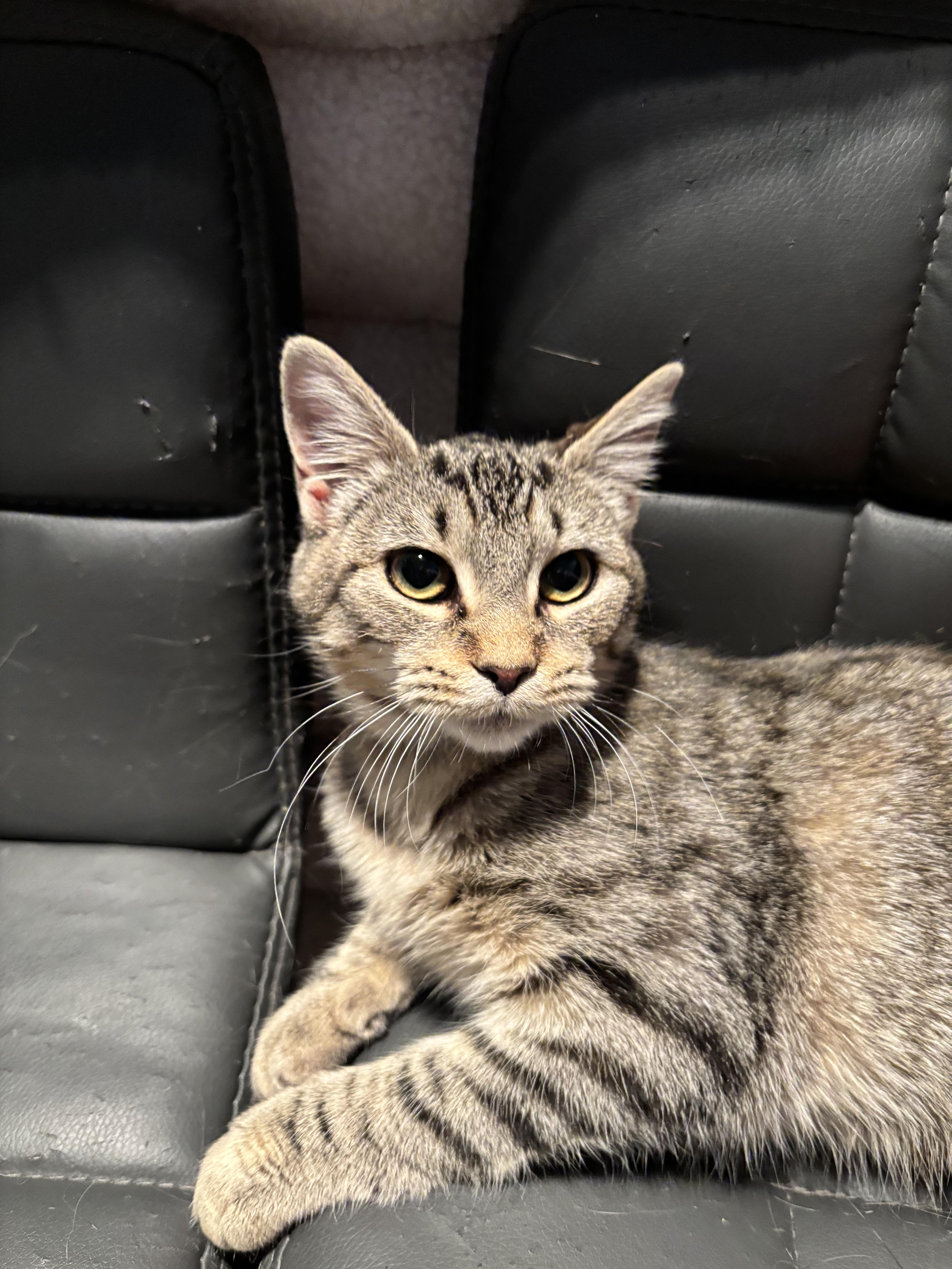 Lyla — thumbnail 5