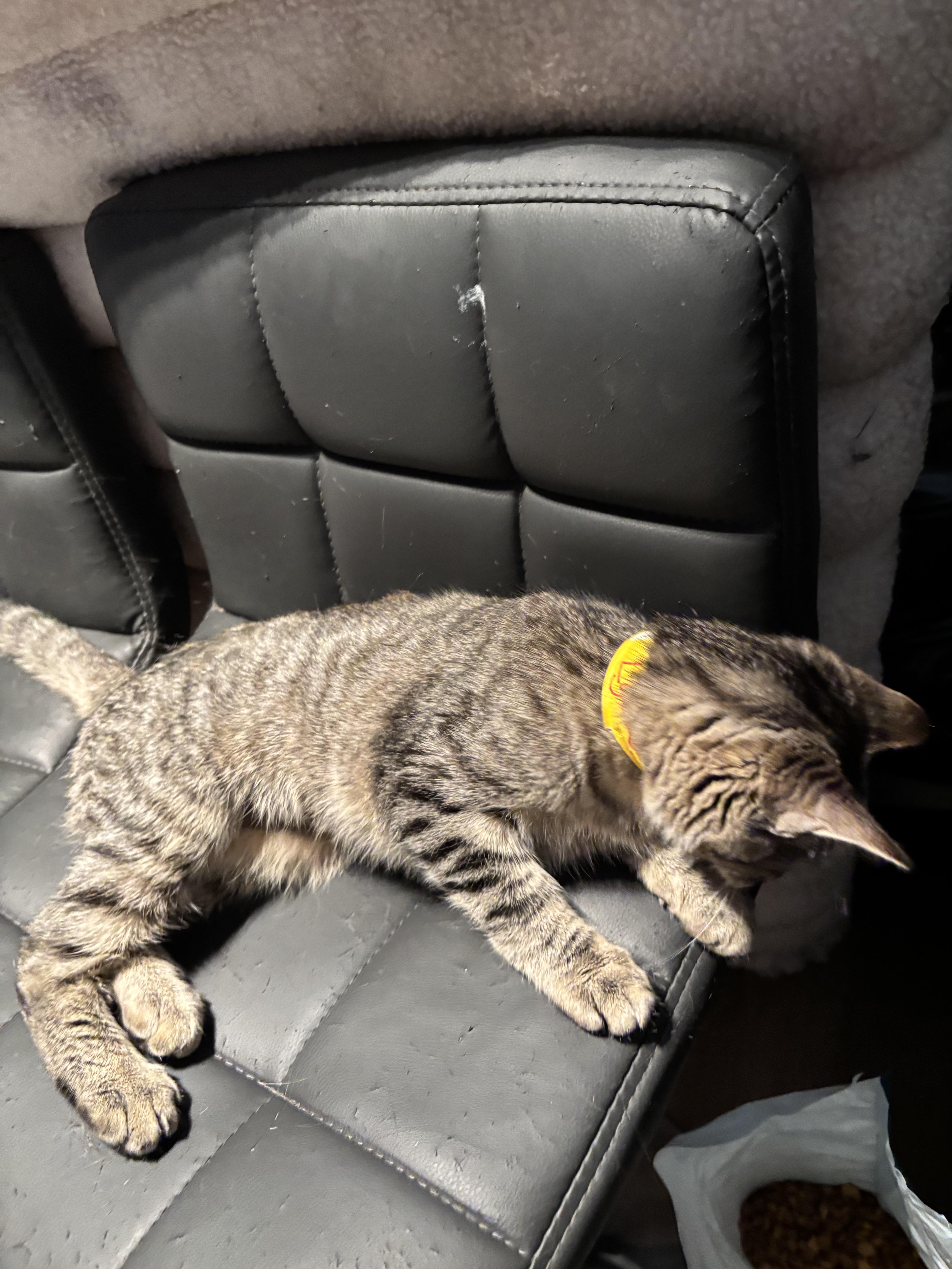 Lyla — thumbnail 6