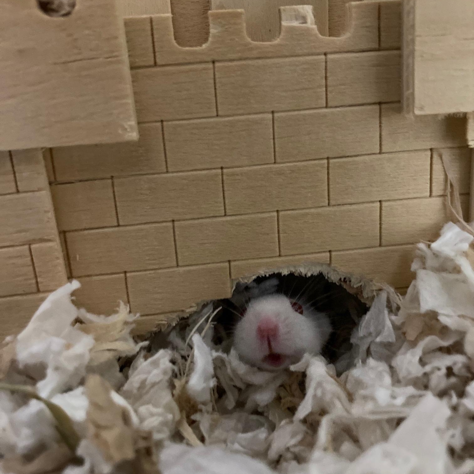 Enlarge Sugar Coat, a ADOPTABLE Mouse in Grand Rapids, MI image 3/3