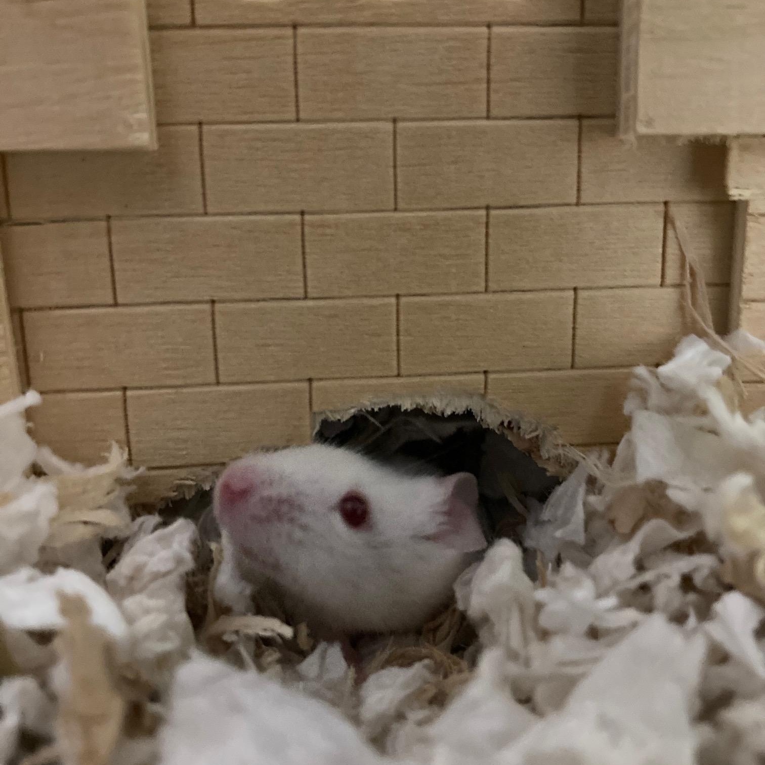 Sugar Coat, ADOPTABLE, Adult Male Mouse.