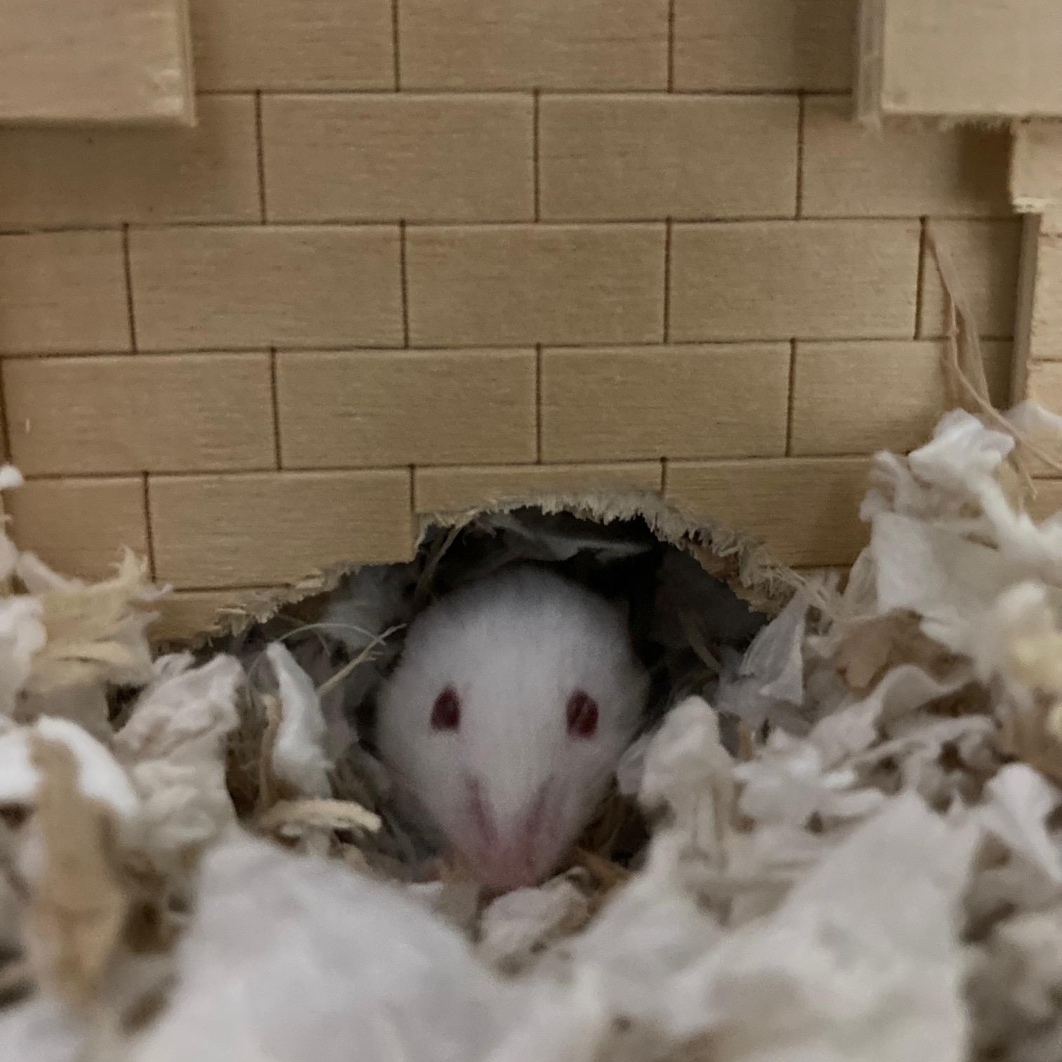 Enlarge Sugar Coat, a ADOPTABLE Mouse in Grand Rapids, MI image 2/3