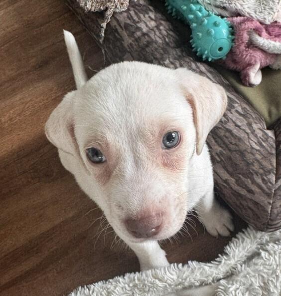 Baby Tank, Adoptable, Puppy Male Black Mouth Cur & Shepherd.