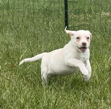 Enlarge Baby Tank, a Adoptable mixed breed in Washington, DC image 2/4