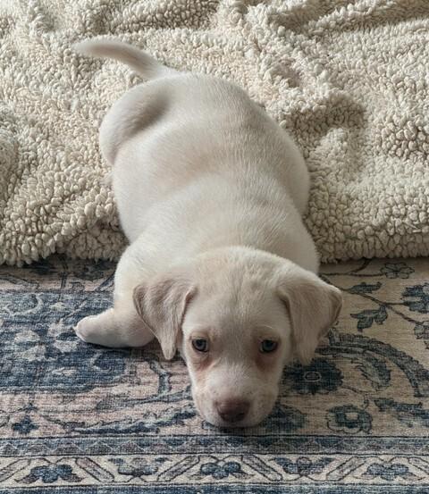 Enlarge Baby Tank, a Adoptable mixed breed in Washington, DC image 3/4