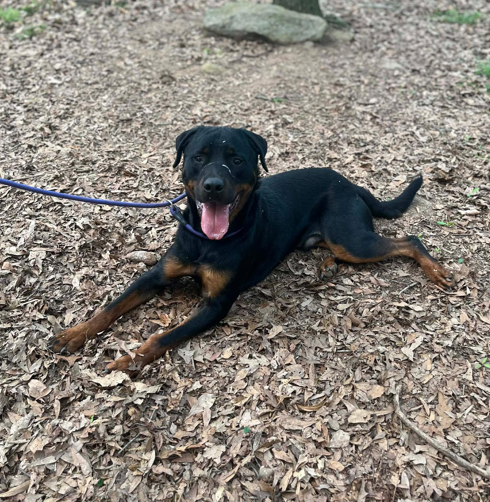 Enlarge Miso, a Adopted Rottweiler in Hillsboro, NH image 1/2