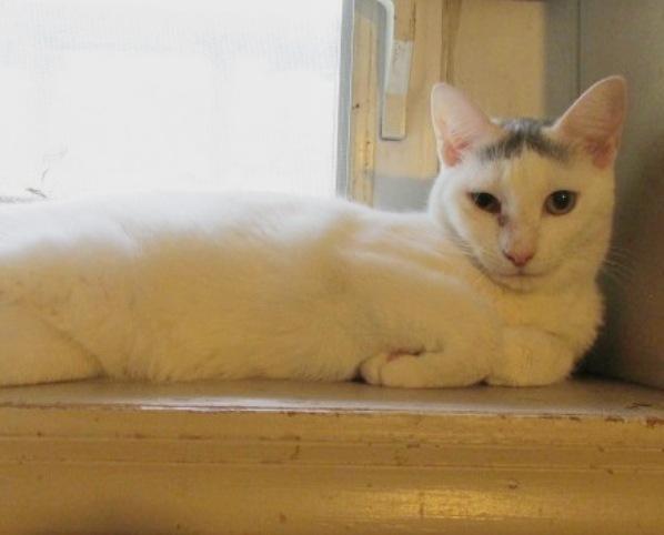 Yoda, Adoptable, Young Male Domestic Short Hair.