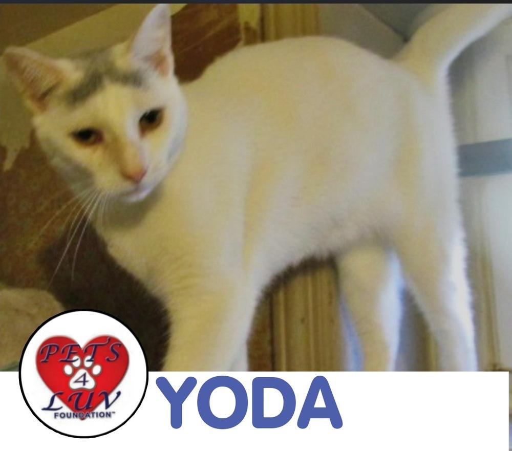 Enlarge Yoda, a Adoptable mixed breed in Westbury, NY image 2/3