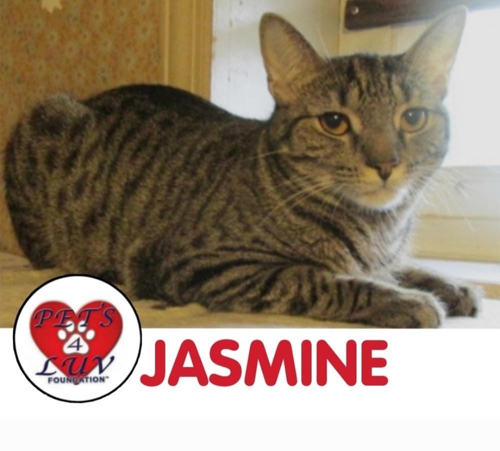 Enlarge Yoda, a Adoptable mixed breed in Westbury, NY image 3/3