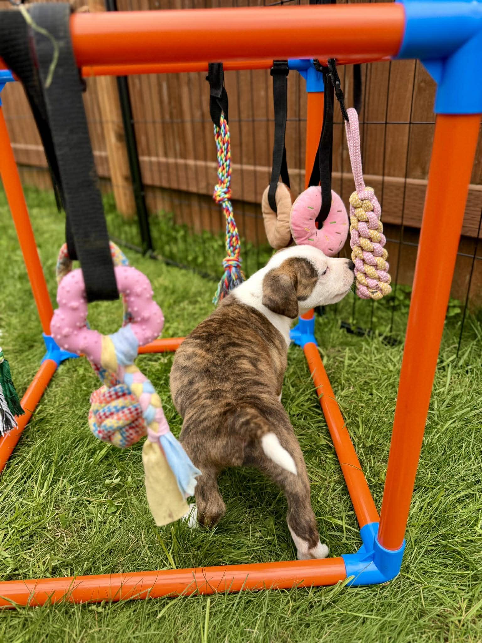 Slugger (Bball litter), an adoptable mixed breed in Silvana, WA image 3/6