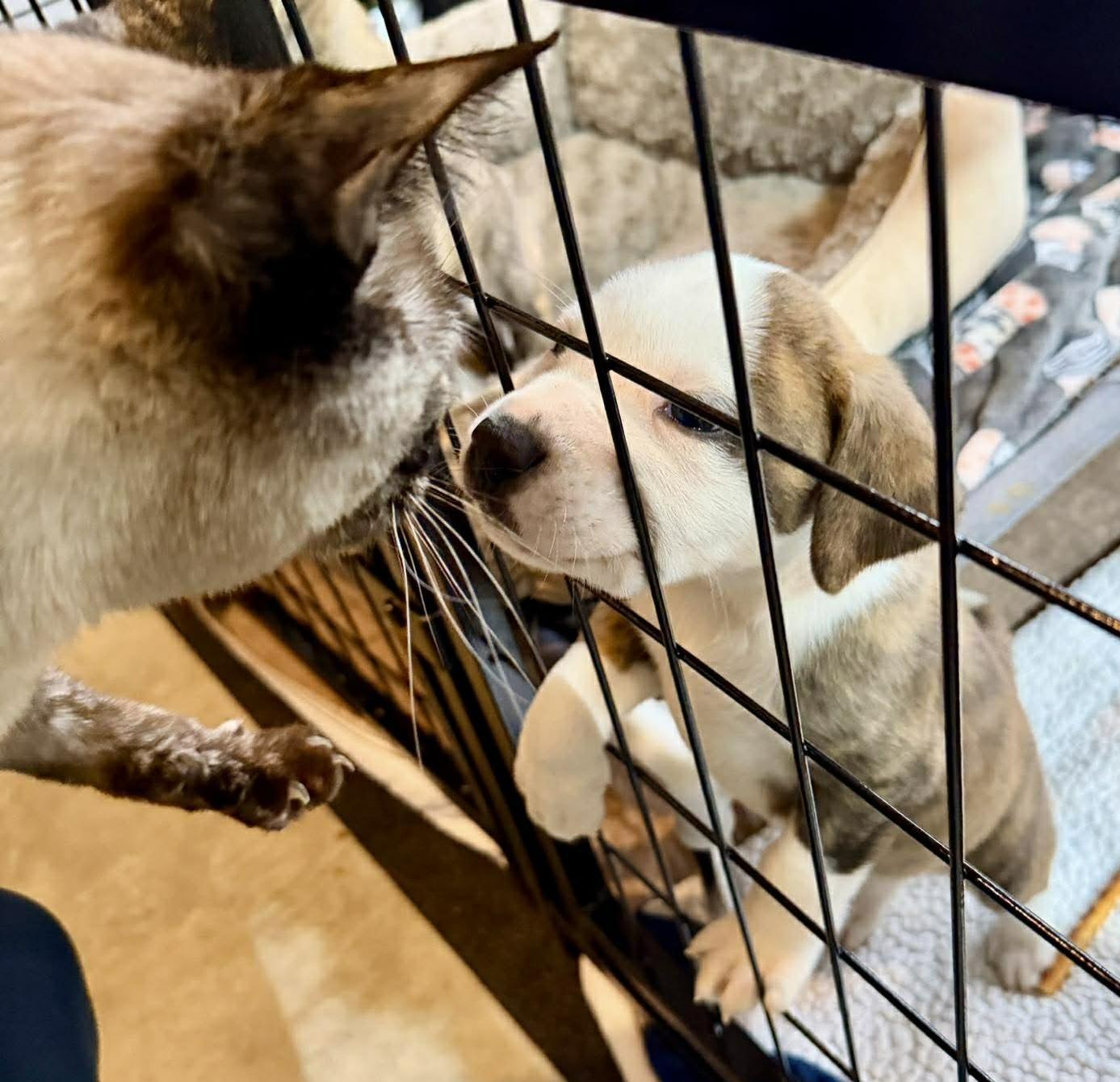 Slugger (Bball litter), an adoptable mixed breed in Silvana, WA image 4/6