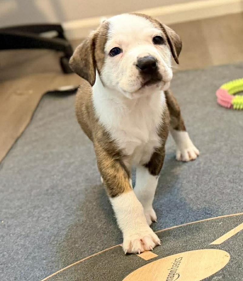 Slugger (Bball litter), an adoptable mixed breed in Silvana, WA image 2/6
