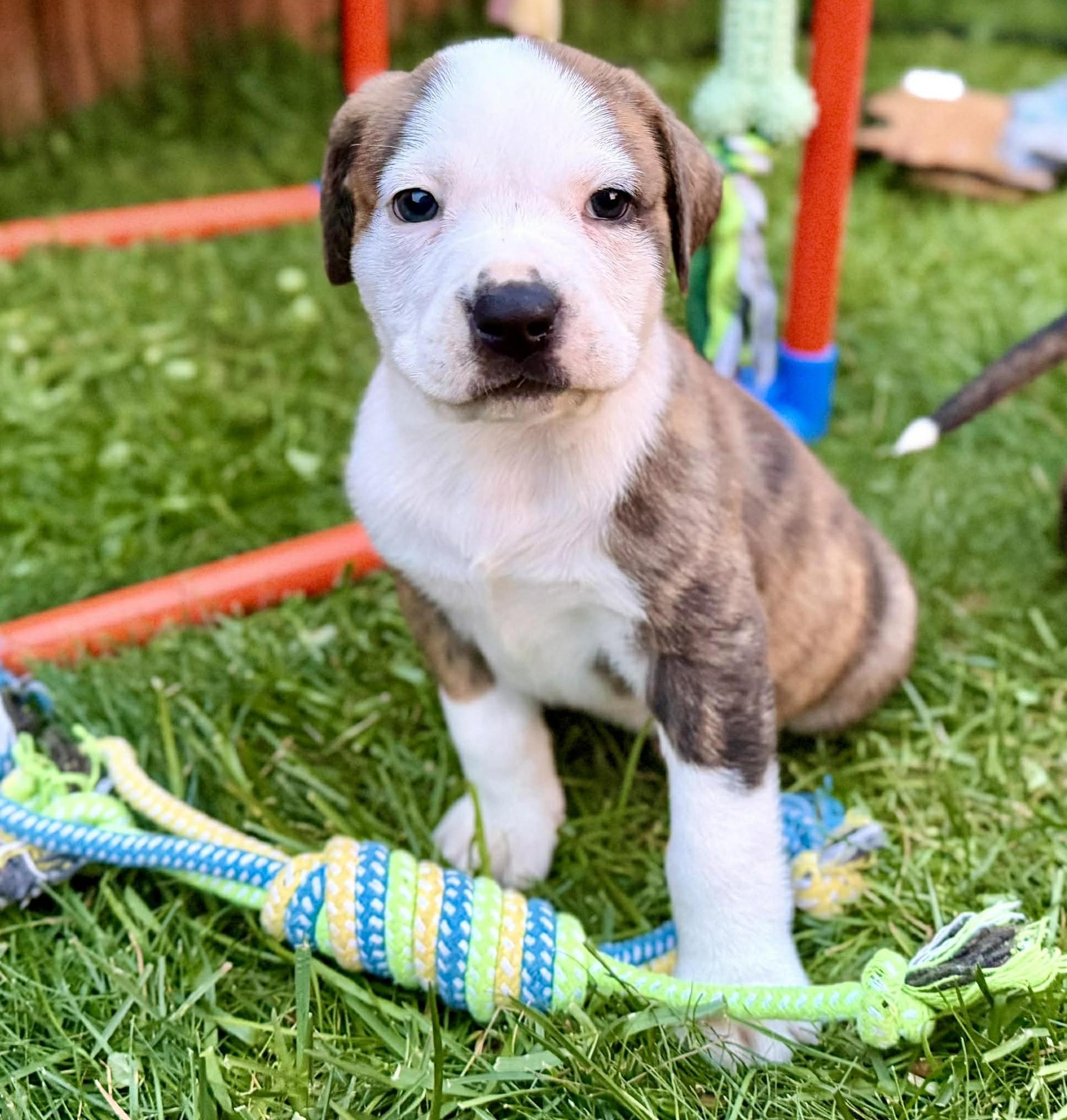 Slugger (Bball litter), an adoptable mixed breed in Silvana, WA image 1/6