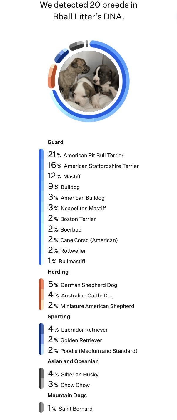 Slugger (Bball litter), an adoptable mixed breed in Silvana, WA image 5/6