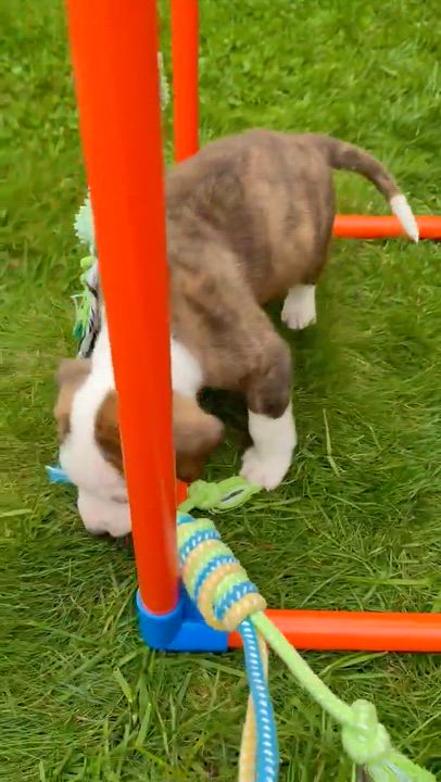 Enlarge Slugger (Bball litter), an adoptable mixed breed in Silvana, WA video 6/6