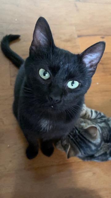 Enlarge Amelia, a ADOPTABLE Domestic Short Hair in Campbell, CA image 1/3