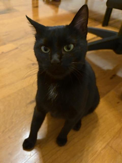 Enlarge Amelia, a ADOPTABLE Domestic Short Hair in Campbell, CA image 2/3