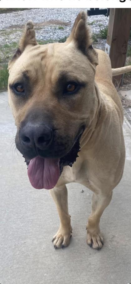 Enlarge 26-159 Kratos, a Adoptable mixed breed in Barnesville, GA image 1/1