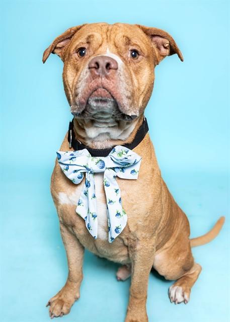 Enlarge MASSIMO, a Adoptable mixed breed in Fort Lauderdale, FL image 1/1