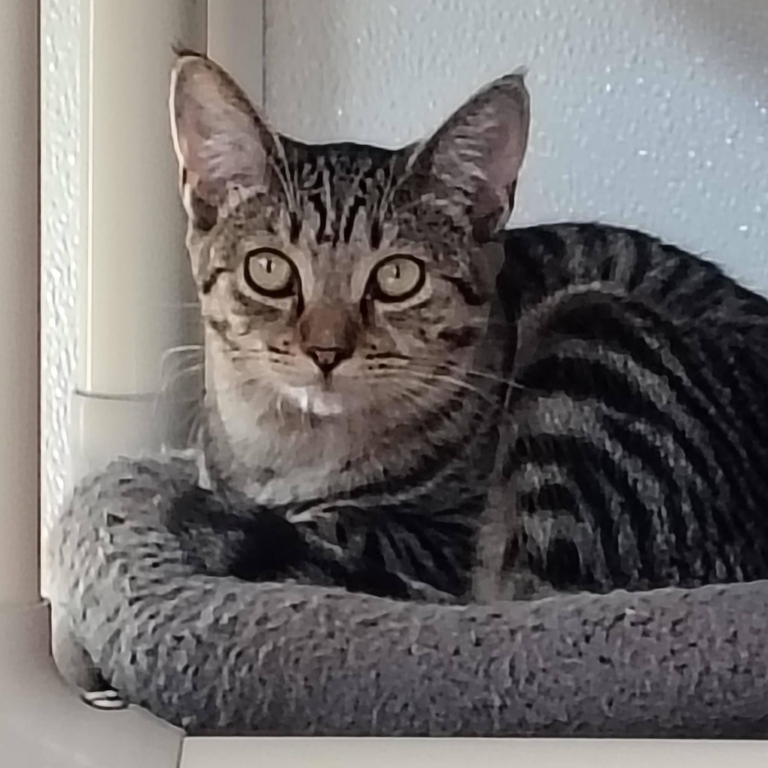 Enlarge Mimi, a Adoptable mixed breed in Montour Falls, NY image 3/4
