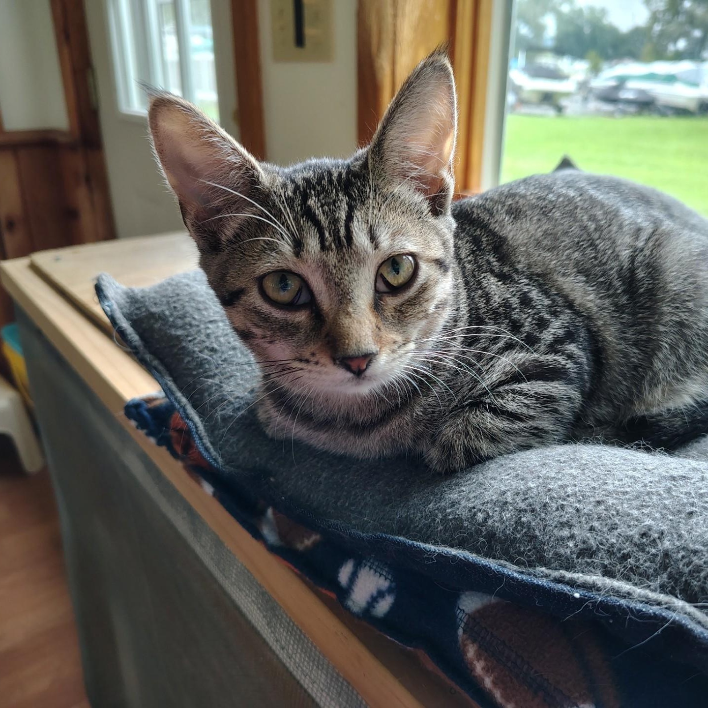 Mimi, ADOPTABLE, Kitten Female Tabby & Domestic Short Hair.