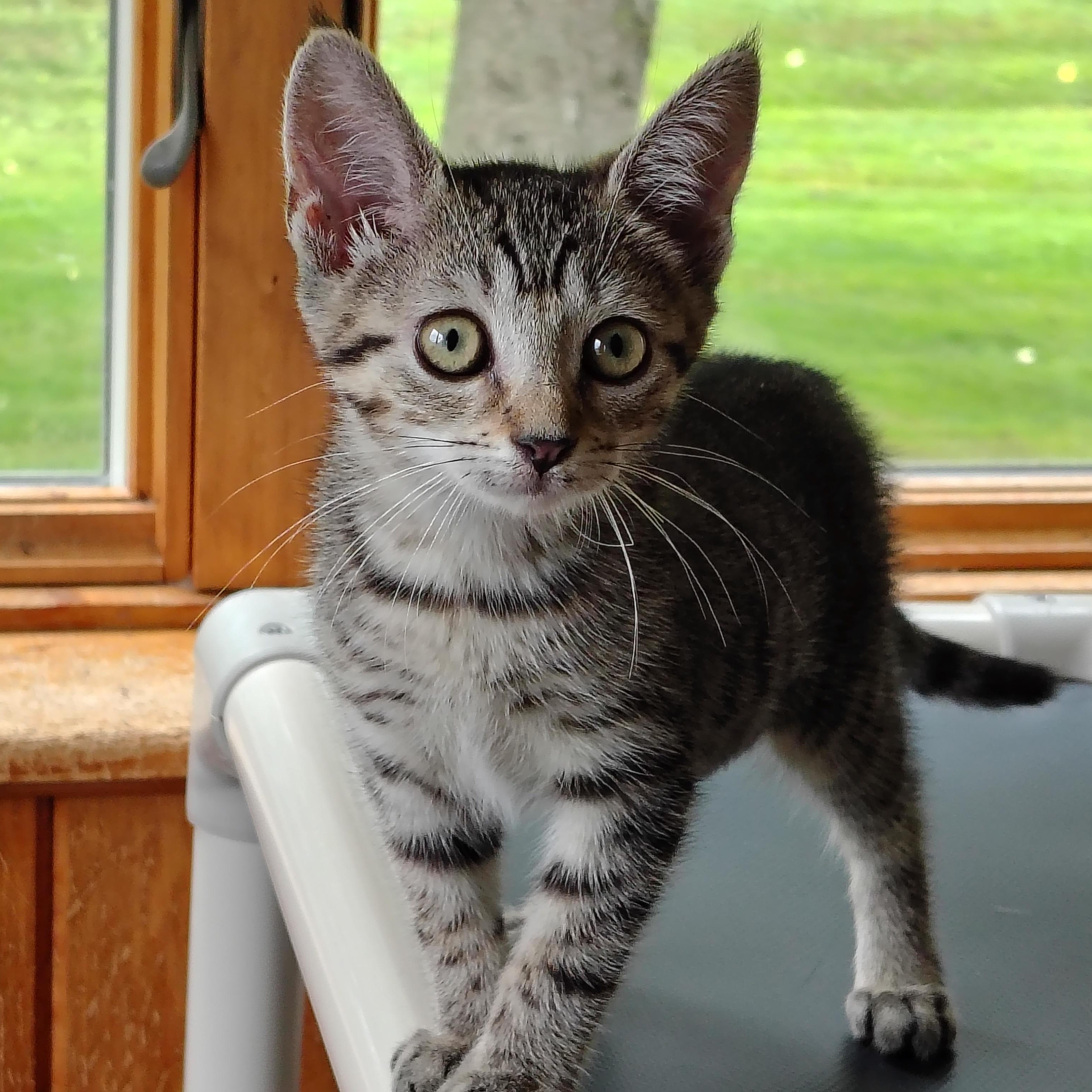 Mimi, ADOPTABLE, Kitten Female Tabby & Domestic Short Hair.