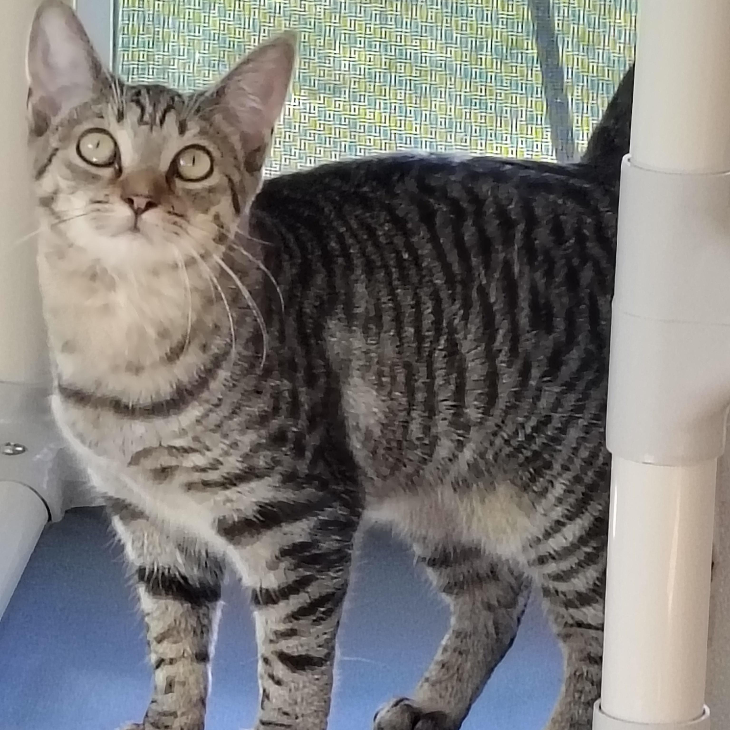 Mimi, Adoptable, Kitten Female Tabby & Domestic Short Hair.