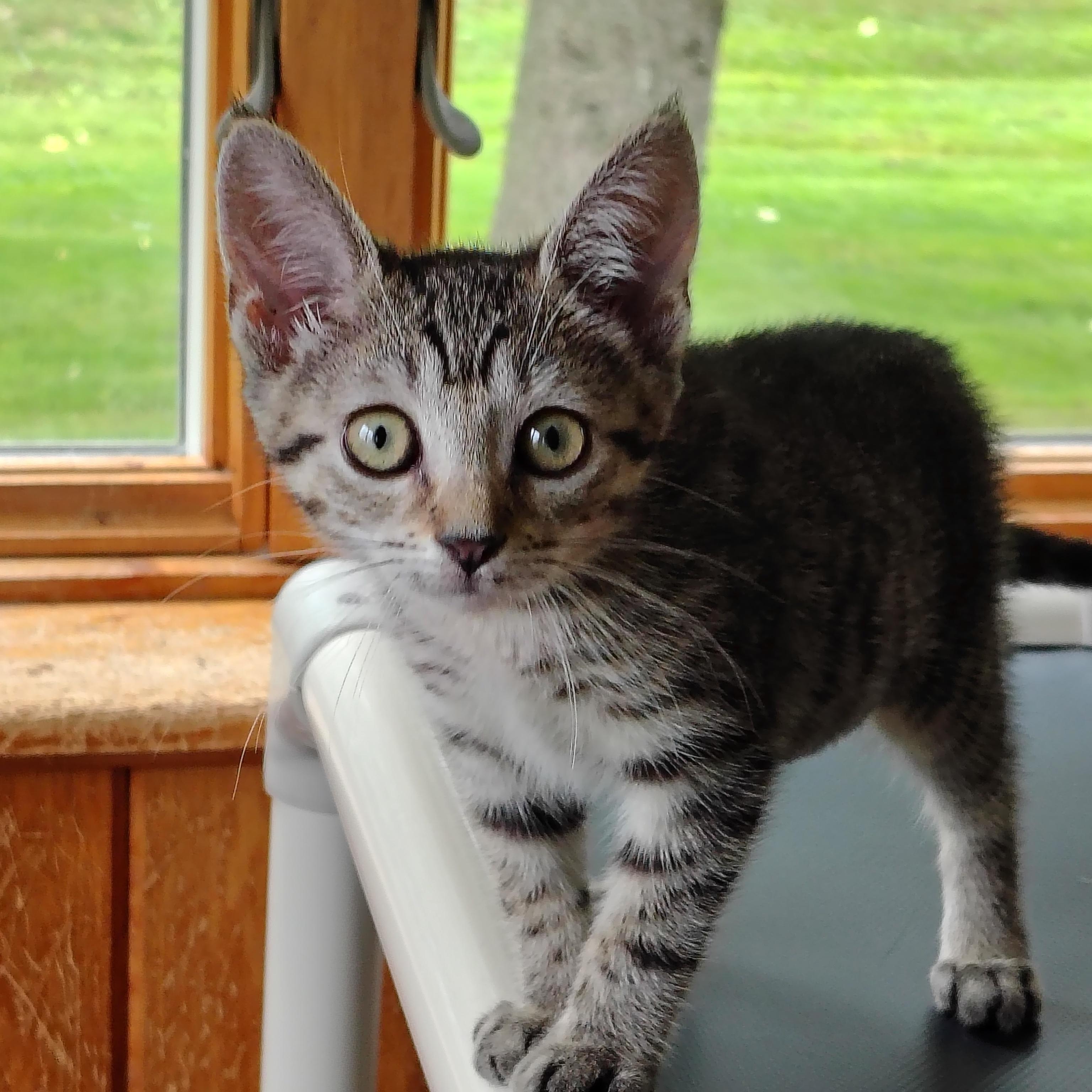 Mimi, a ADOPTABLE mixed breed in Montour Falls, NY image 3/3