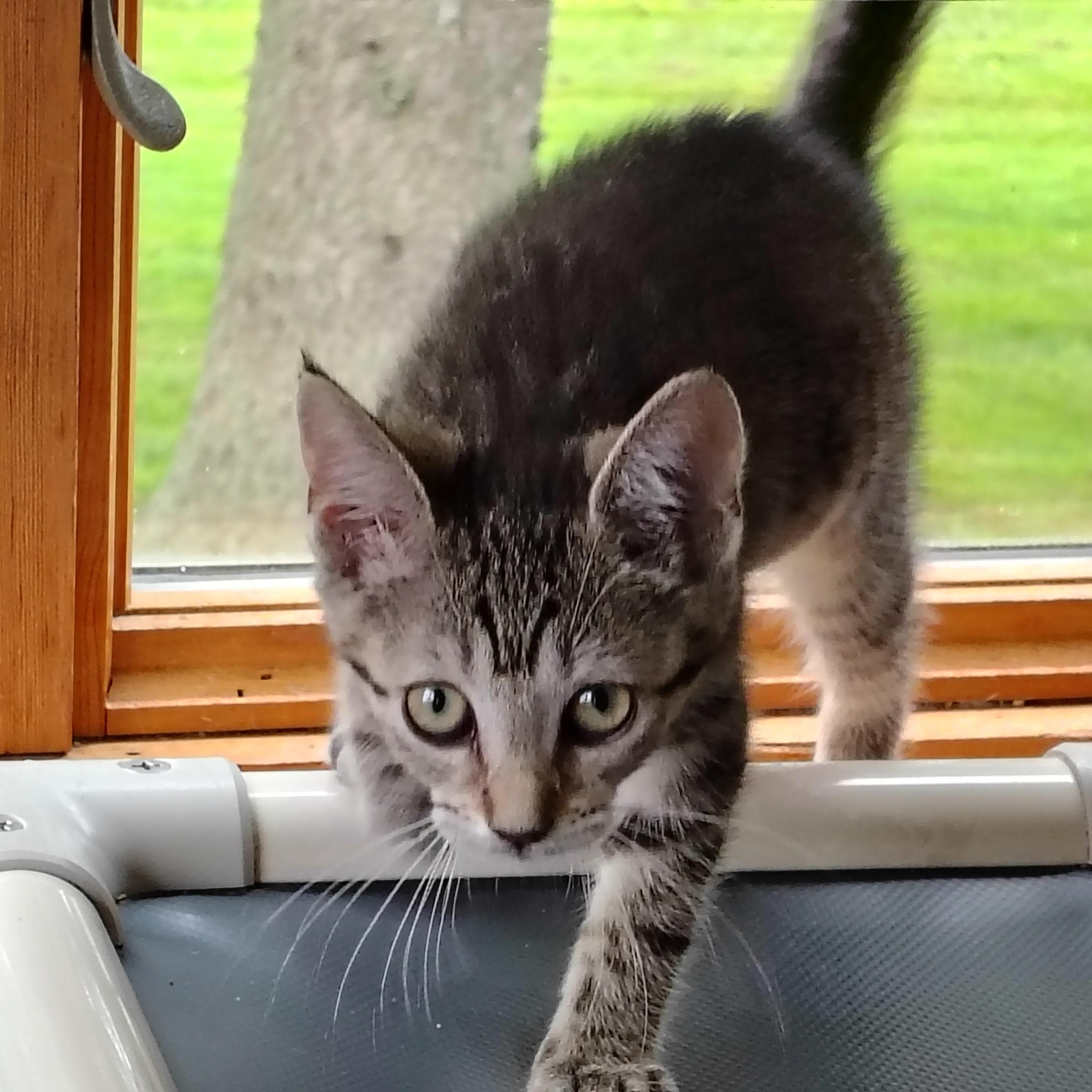 Mimi, a ADOPTABLE mixed breed in Montour Falls, NY image 2/3