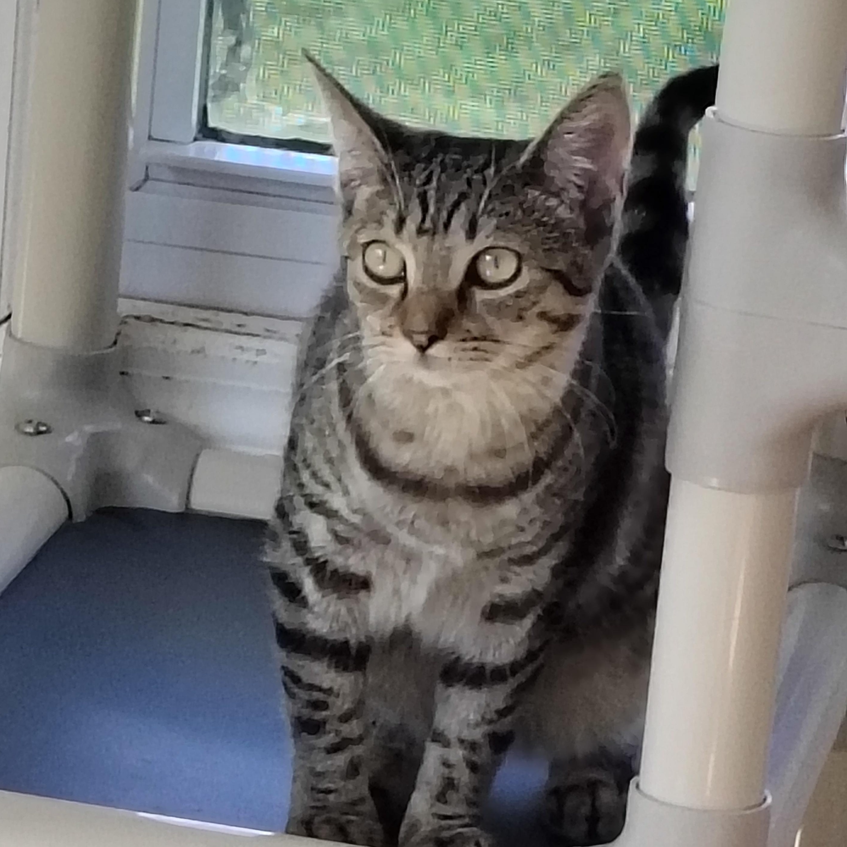 Enlarge Mimi, a Adoptable mixed breed in Montour Falls, NY image 2/4