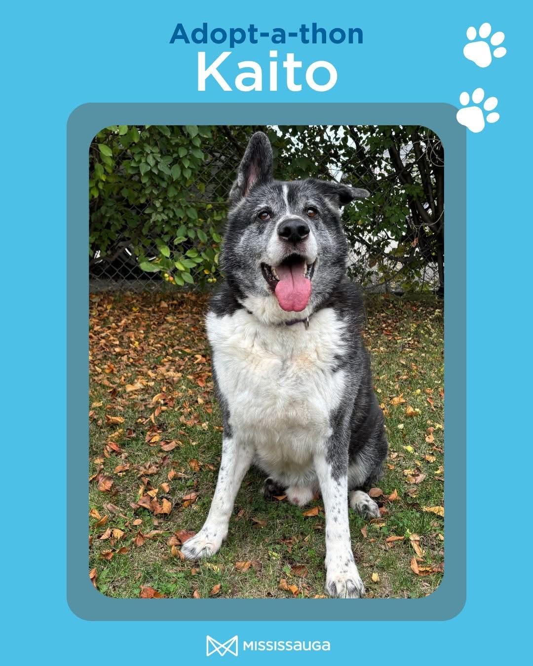 Kaito - Reduced adoption fee (cost of a license), a Adoptable mixed breed in Mississauga, ON image 1/6