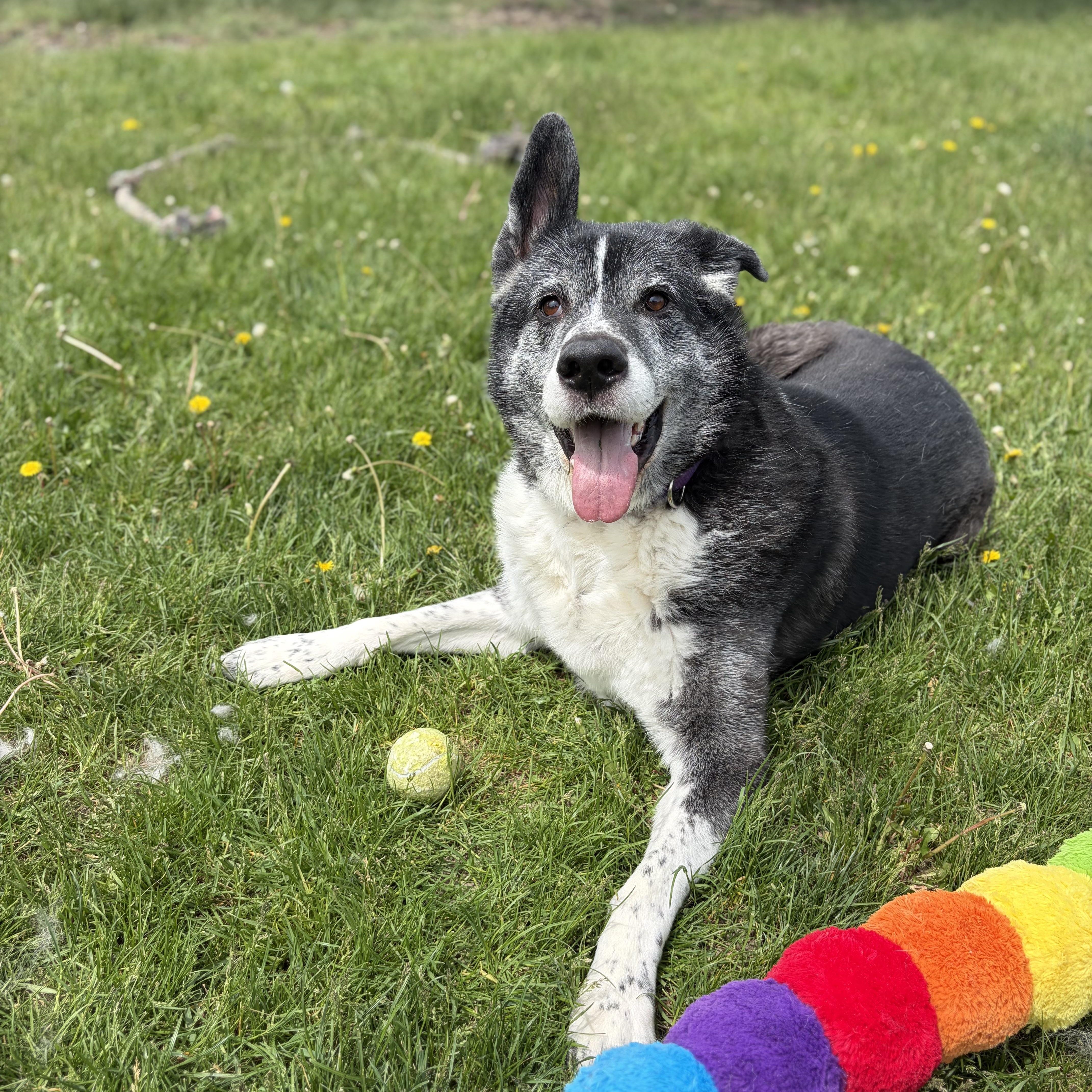 Kaito - Reduced Adoption Fee!, Adoptable, Senior Male Siberian Husky & Border Collie.