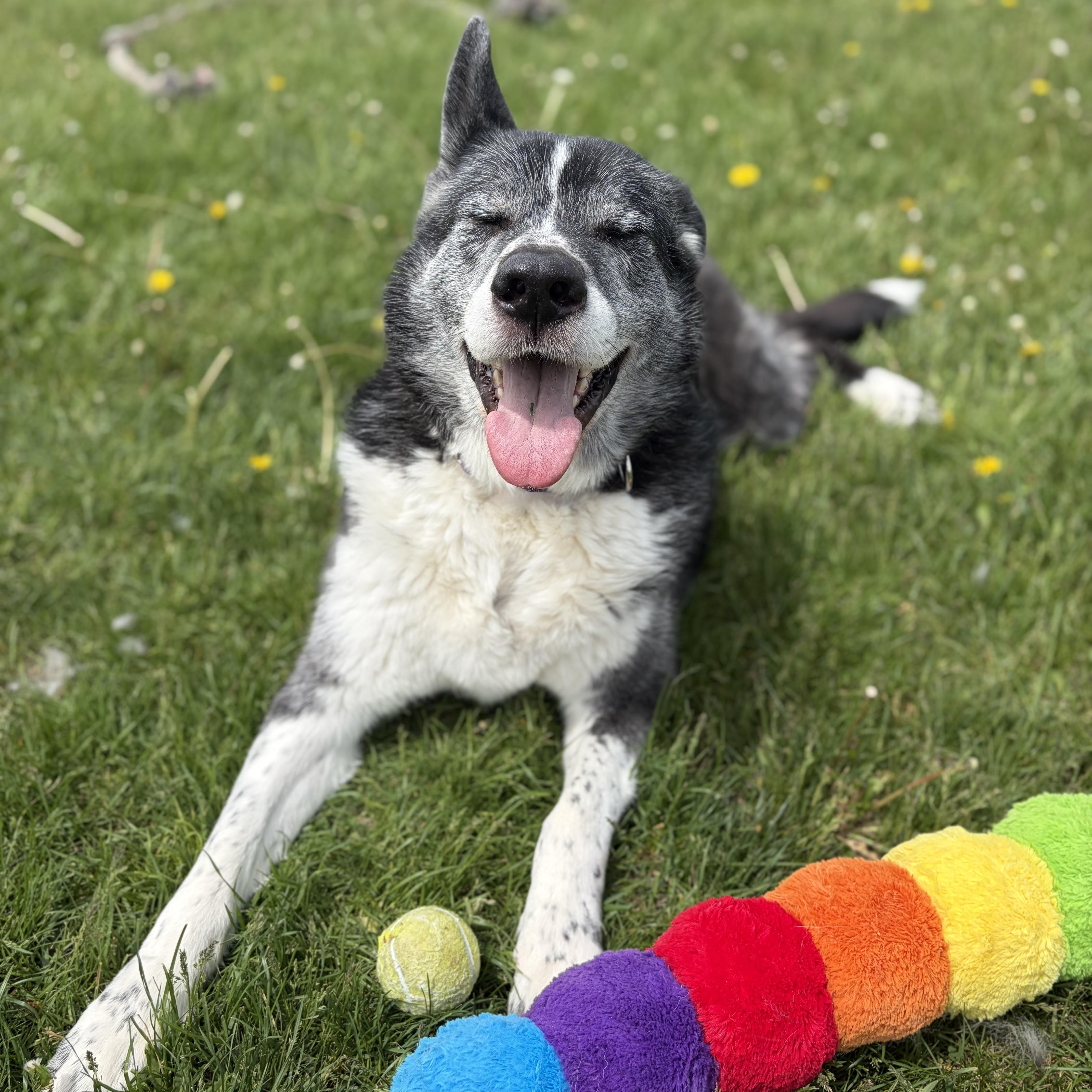 Enlarge Kaito - Reduced Adoption Fee!, a Adoptable mixed breed in Mississauga, ON image 6/6