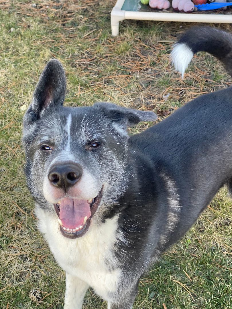 Kaito - Reduced adoption fee (cost of a license), a Adoptable mixed breed in Mississauga, ON image 3/6