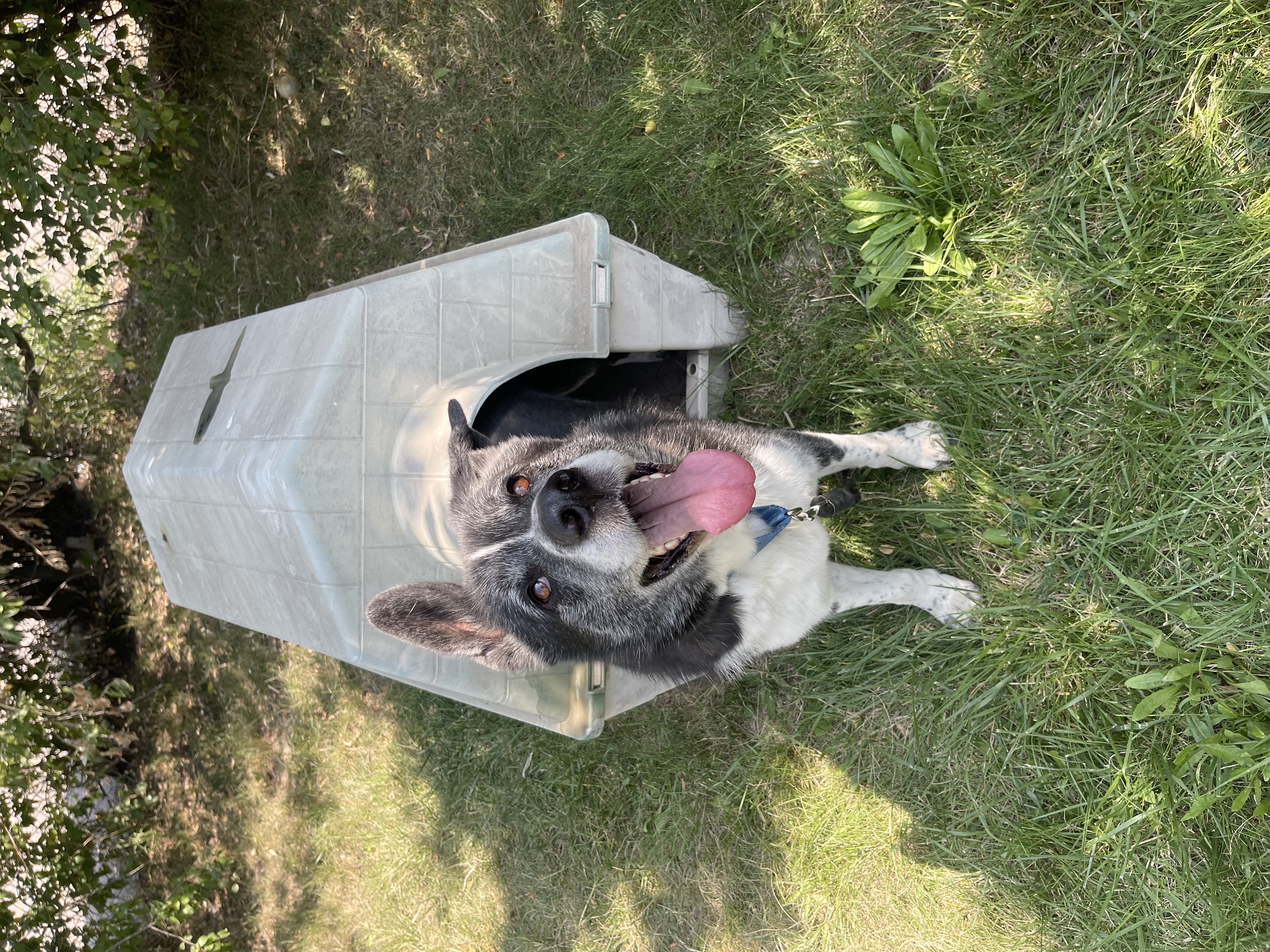 Kaito - Reduced adoption fee (cost of a license), a Adoptable mixed breed in Mississauga, ON image 4/6