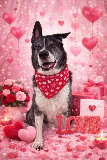 Kaito - Reduced adoption fee (cost of a license), a Adoptable mixed breed in Mississauga, ON image 1/6