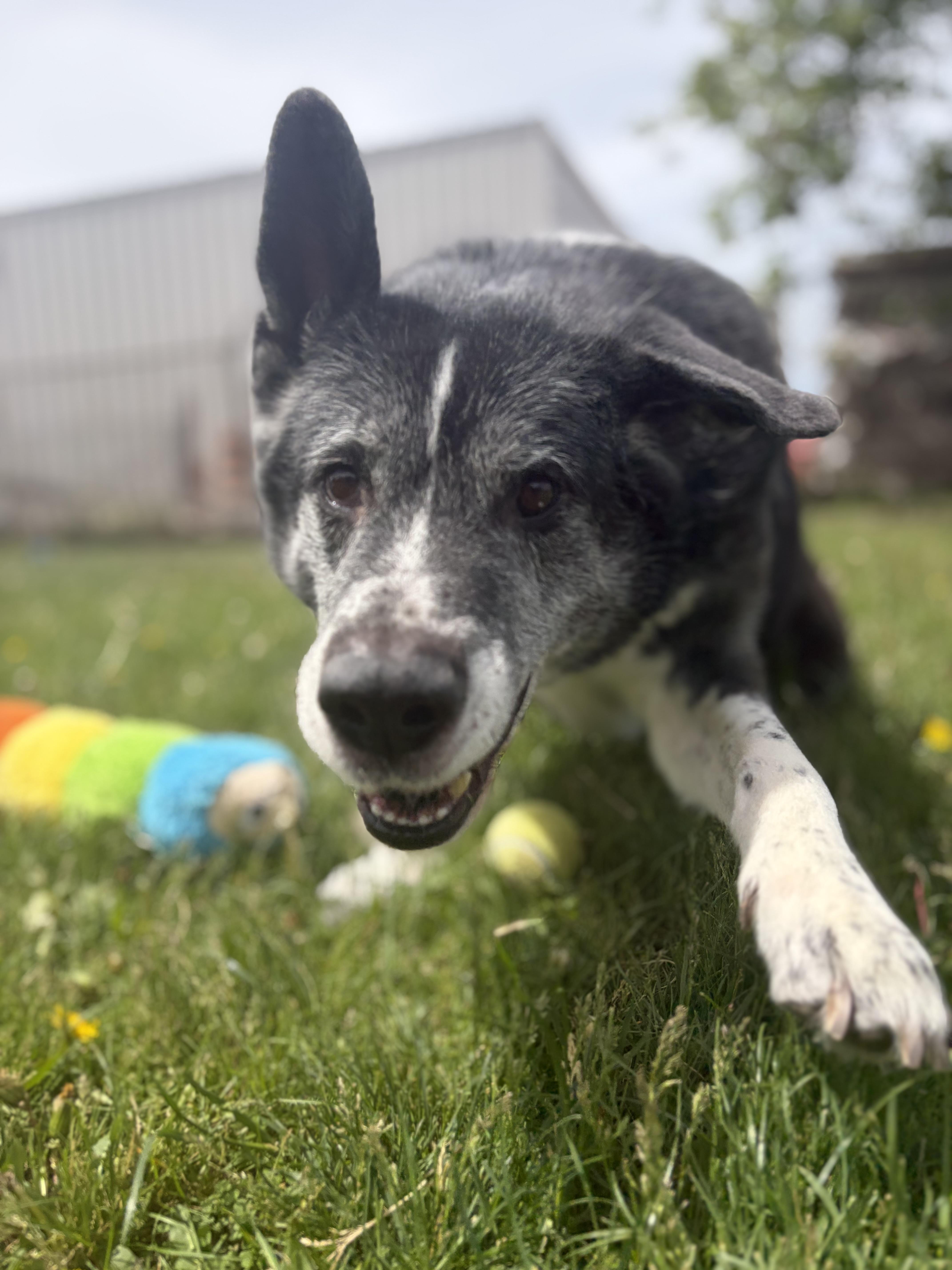 Enlarge Kaito - Reduced Adoption Fee!, a Adoptable mixed breed in Mississauga, ON image 4/6