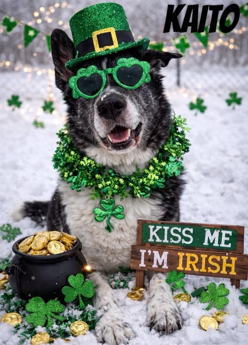 Kaito - Reduced adoption fee (cost of a license), Adoptable, Senior Male Husky & Akita.