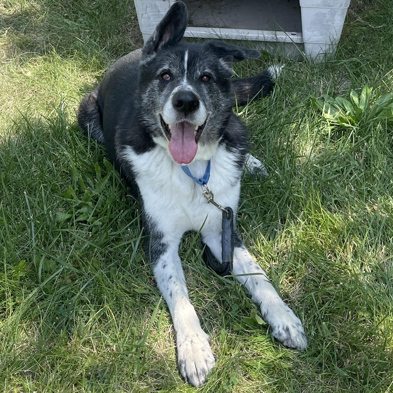 Enlarge Kaito - Reduced Adoption Fee!, a Adoptable mixed breed in Mississauga, ON image 1/3