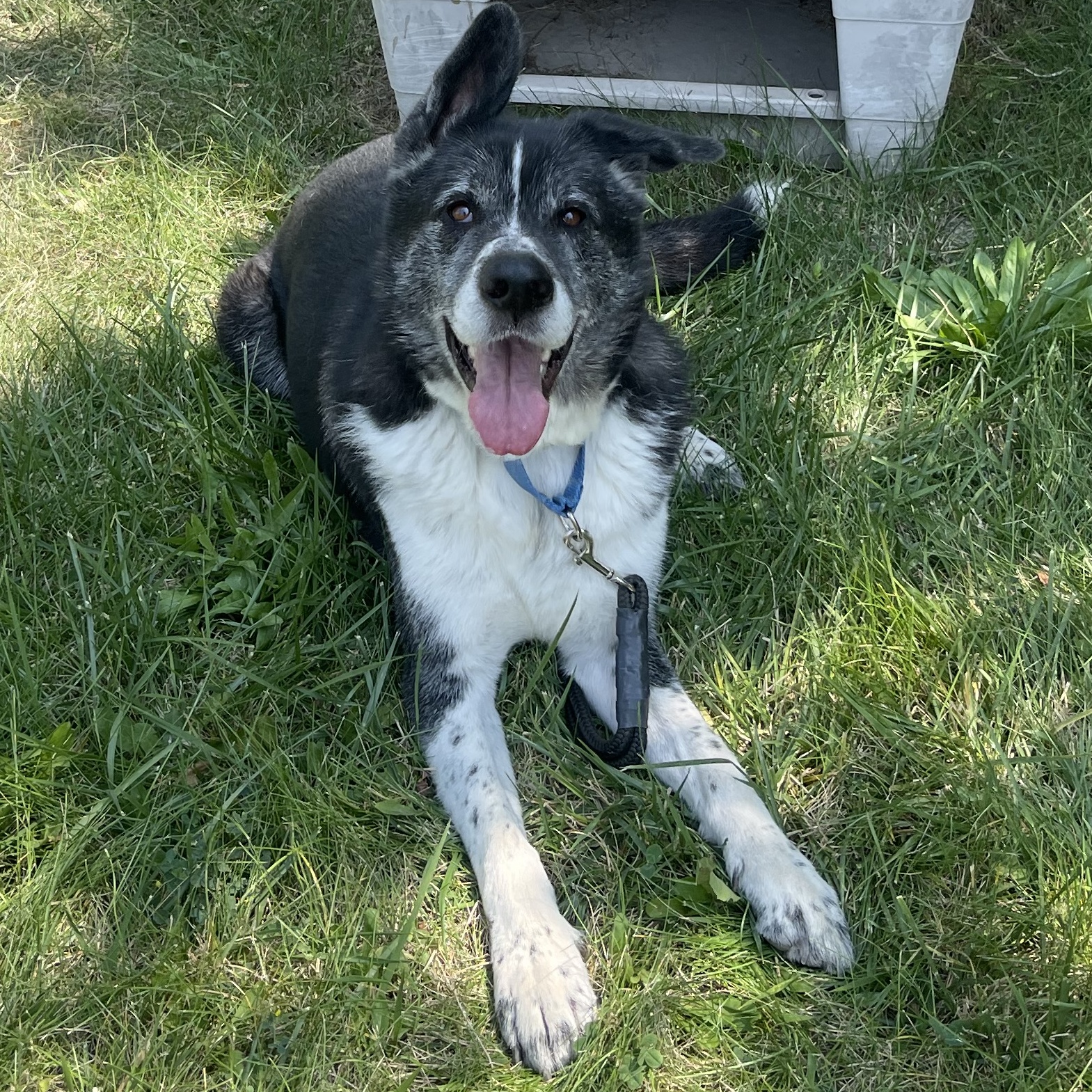 Kaito - Reduced adoption fee (cost of a license), a Adoptable mixed breed in Mississauga, ON image 2/6