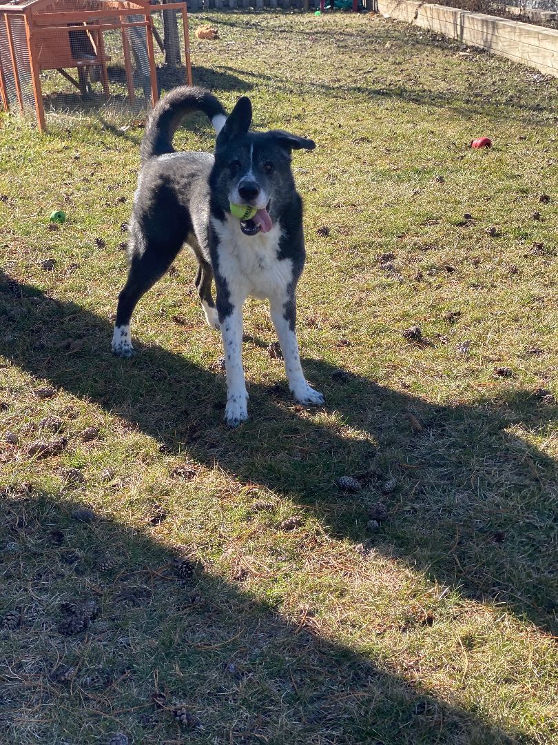 Kaito - Reduced adoption fee (cost of a license), a Adoptable mixed breed in Mississauga, ON image 5/6