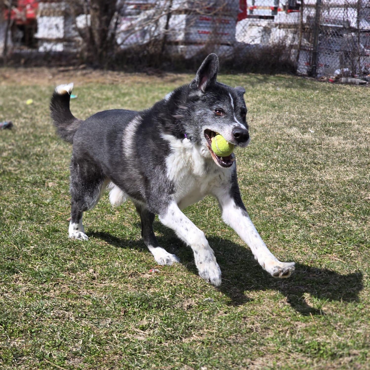 Enlarge Kaito - Reduced Adoption Fee!, a Adoptable mixed breed in Mississauga, ON image 3/6