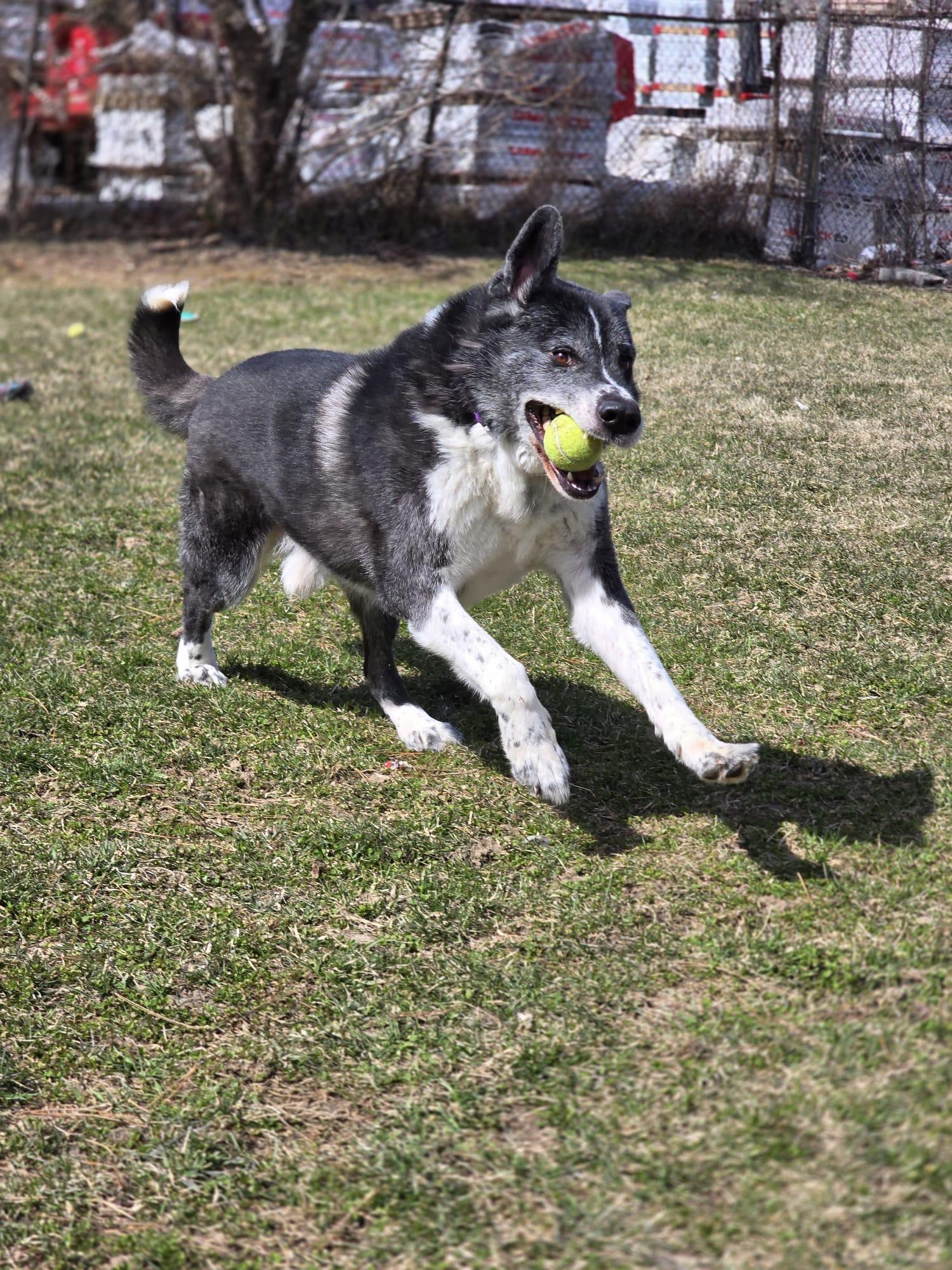 Enlarge Kaito - Reduced Adoption Fee!, a Adoptable mixed breed in Mississauga, ON image 3/3