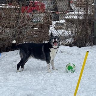Enlarge Kaito - Reduced Adoption Fee!, a Adoptable mixed breed in Mississauga, ON image 2/6