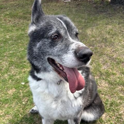 Enlarge Kaito - Reduced Adoption Fee!, a Adoptable mixed breed in Mississauga, ON image 5/6