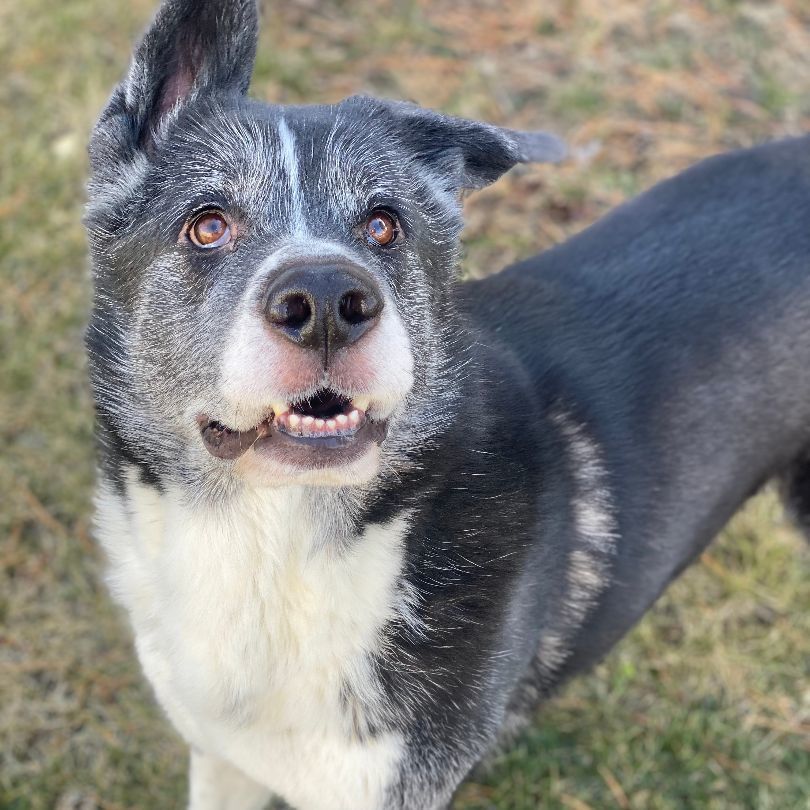 Kaito - Reduced adoption fee (cost of a license), a Adoptable mixed breed in Mississauga, ON image 6/6